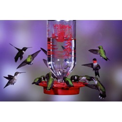 HUMMINGBIRD FEEDER BULK 32 OZ