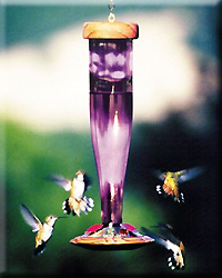 AMETHYST HUMBIRD LANTERN