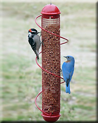 RED PEANUT FEEDER