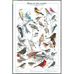 BIRDS OF THE GARDEN WINTER VOL I