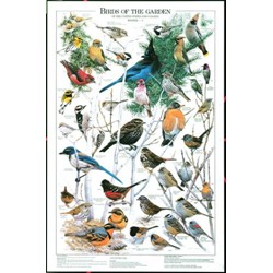 BIRDS OF THE GARDEN WINTER VOL II