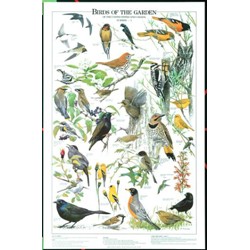 BIRDS OF THE GARDEN SUMMER VOL I